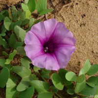 Ipomoea pes-caprae (L.) R.Br.